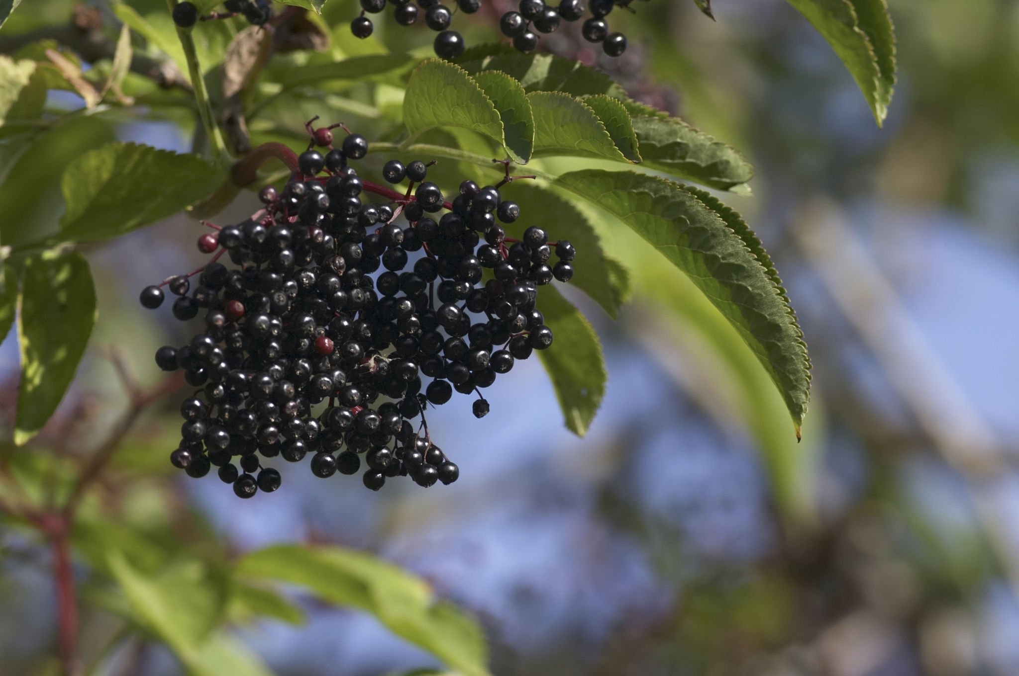 Black Elderberry